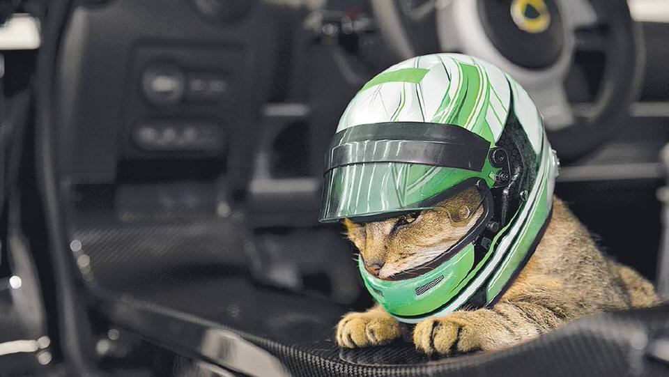 Coming to a store near you soon: racing helmets for cats.